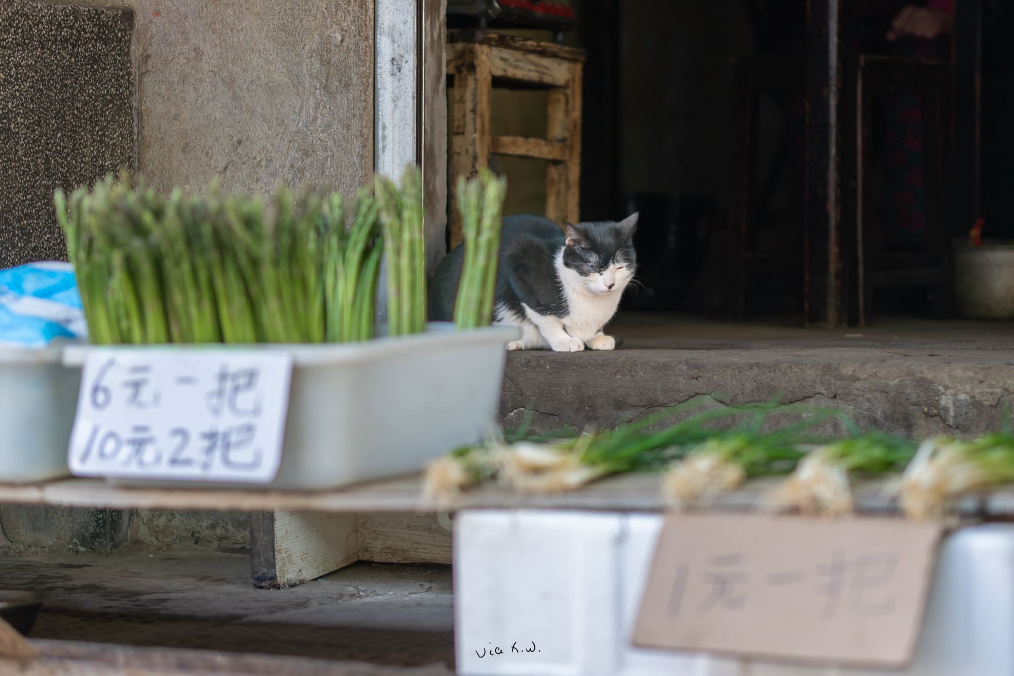 看店的猫