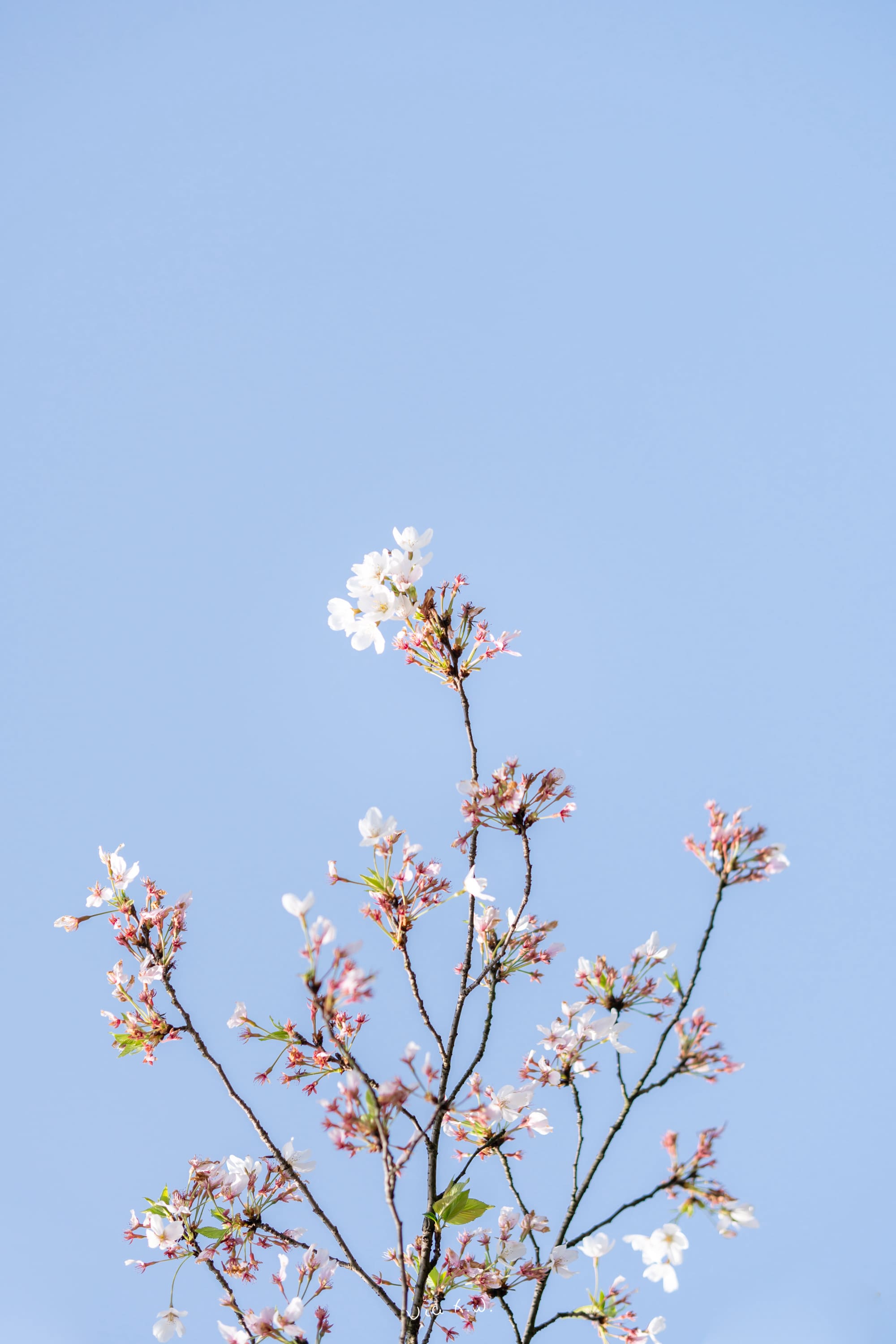 樱花
