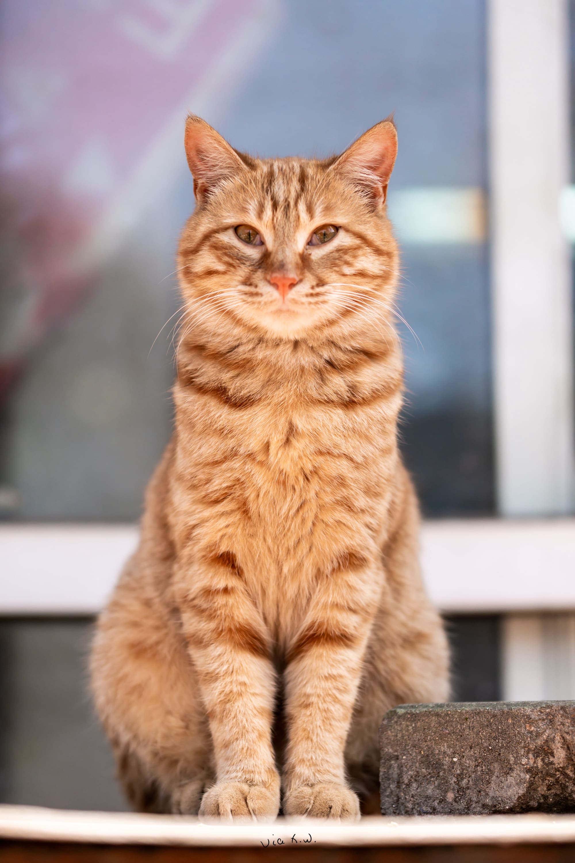 🐱:请交过路费