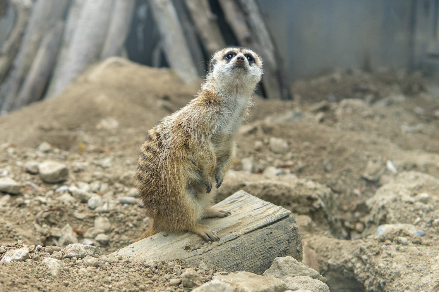 狐獴